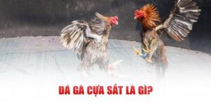 Khái niệm chính xác của đá gà cựa sắt trực tuyến hiện nay