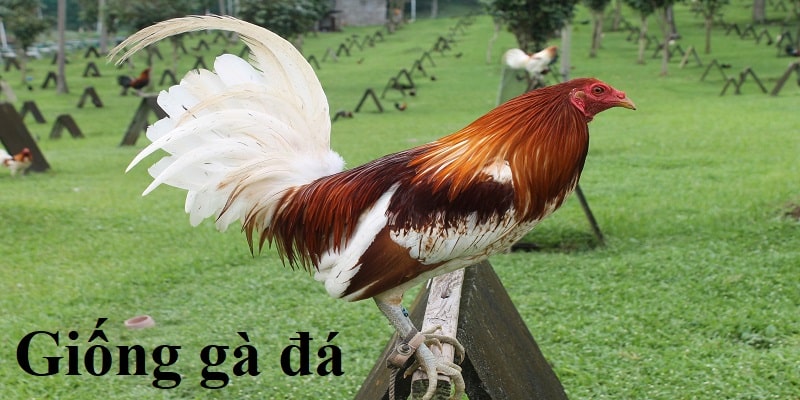 Giống gà chiến để đá gà philippines phổ biến